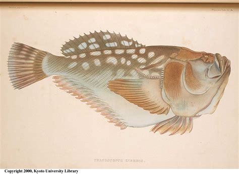 披肩瞻星魚|Ichthyscopus lebeck (Bloch & Schneider, 1801) 